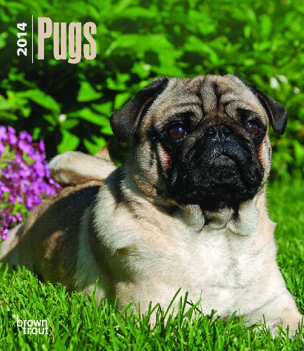 Beispielbild fr Pugs 2014 Calendar (Multilingual Edition) zum Verkauf von Better World Books