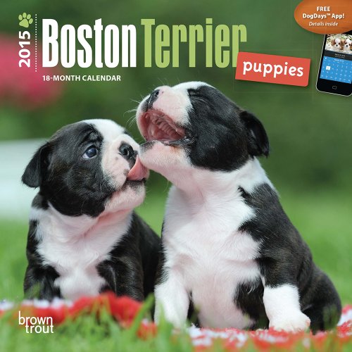 9781465023704: Boston Terrier Puppies 2015 Mini 7x7