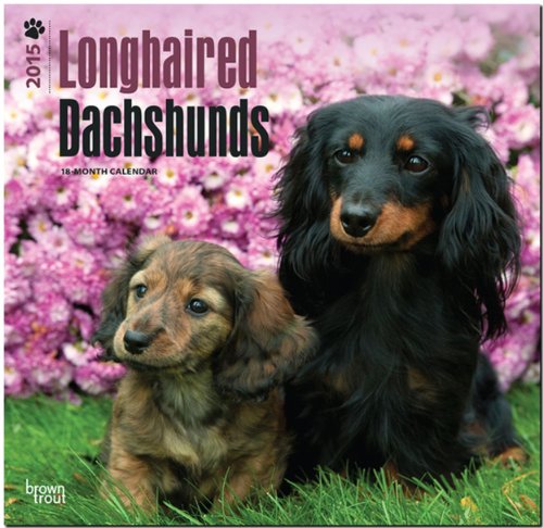 9781465026330: Dachshunds, Longhaired 2015 Wall