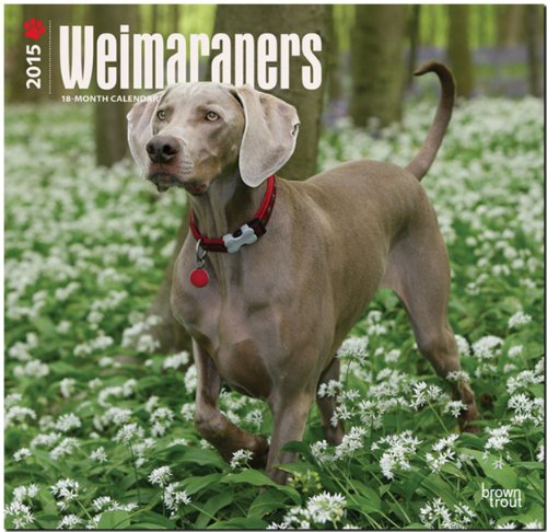 9781465027177: Weimaraners 2015 18 Month Calendar
