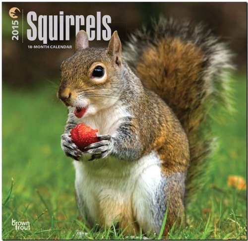 9781465028792: Squirrels 18-Month 2015 Calendar