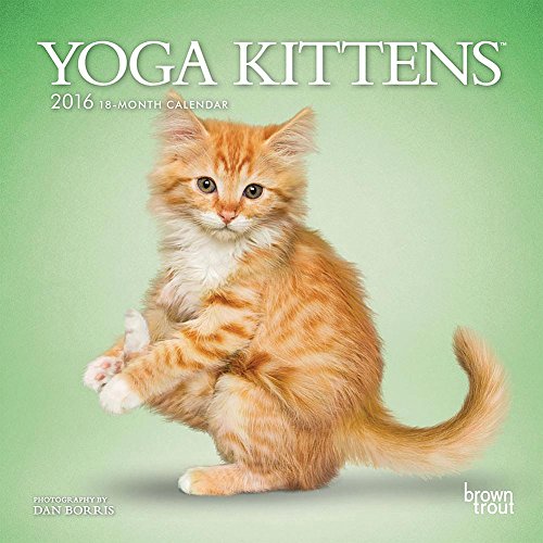 9781465039484: Yoga Kittens 2016 Calendar