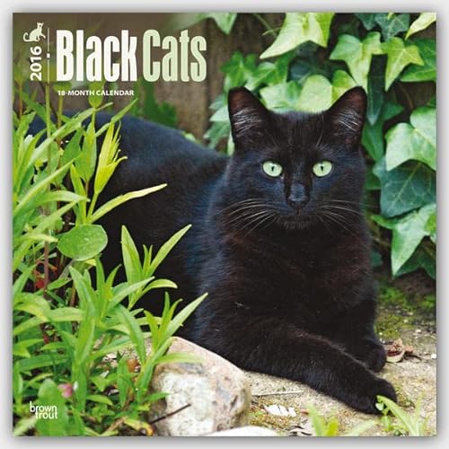 9781465040312: Black Cats 2016 Calendar
