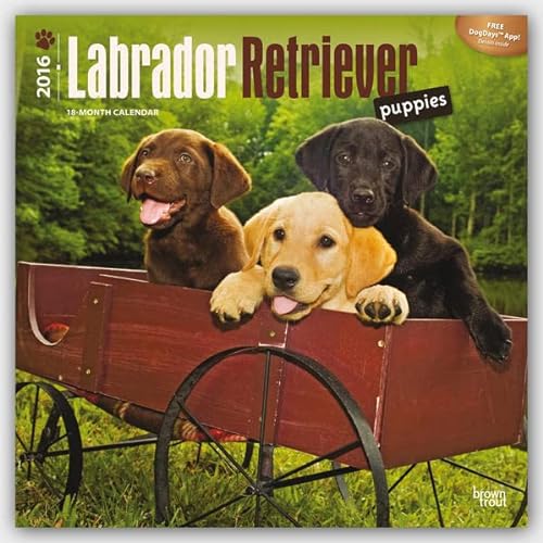 9781465041395: Labrador Retriever Puppies 2016 Wall