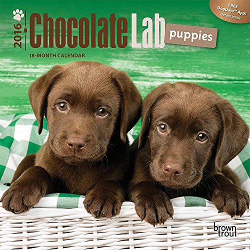 9781465041425: Chocolate Lab Puppies 2016 Calendar