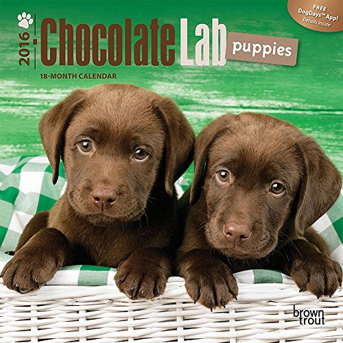 9781465041425: Labrador Retriever Puppies, Chocolate 2016 Mini 7x7