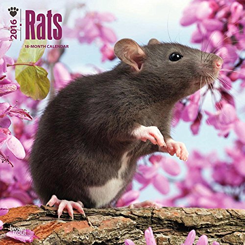 9781465045713: Rats 2016 Calendar