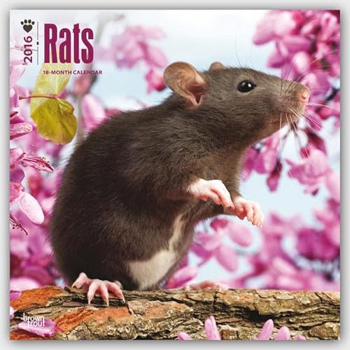9781465045713: Rats 2016 Wall