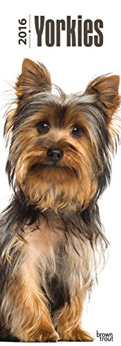 9781465048578: Yorkshire Terriers 2016 - Yorkies: Original BrownTrout-Kalender - Slimline [Mehrsprachig] [Kalender]