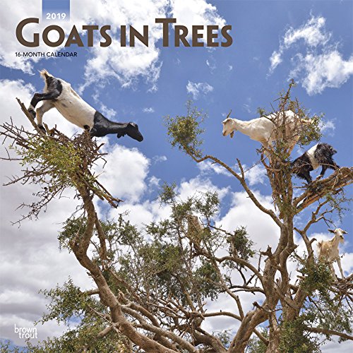 Goats in Trees 2022 12 x 12 Inch Monthly Square Wall Calendar Domestic Funny Farm Animals