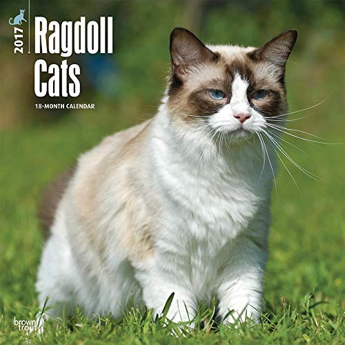 9781465081520: Ragdoll Cats 2017 Calendar