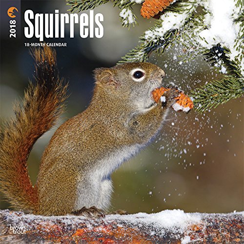 Squirrels 2018 12 X 12 Inch Monthly Square Wall Calendar