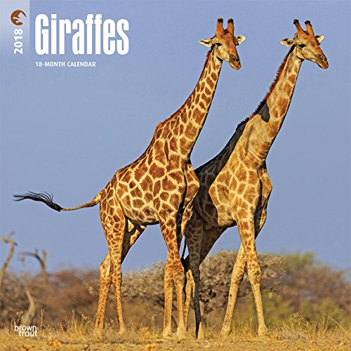 Giraffes 2018 12 X 12 Inch Monthly Square Wall Calendar