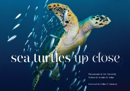 Beispielbild fr Sea Turtles up Close zum Verkauf von Better World Books