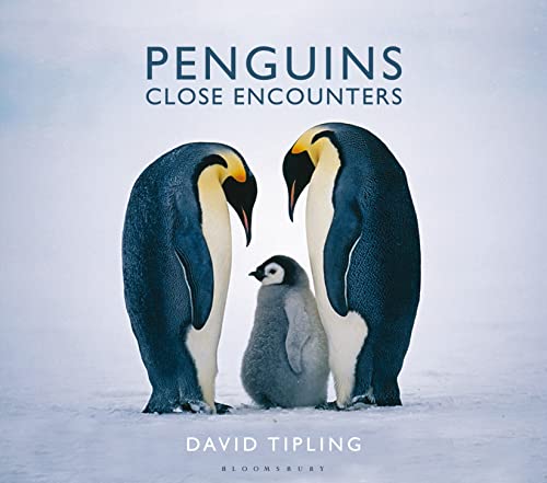 9781472910004: Penguins: Close Encounters