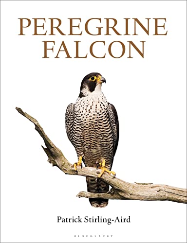 Stock image for Peregrine Falcon for sale by WorldofBooks