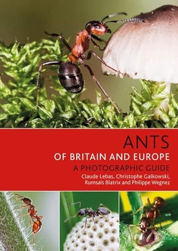 Stock image for Ants of Britain and Europe for sale by Blackwell's