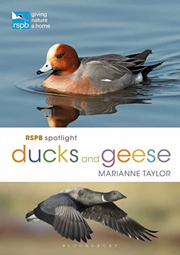 Imagen de archivo de RSPB Spotlight Ducks and Geese a la venta por WorldofBooks