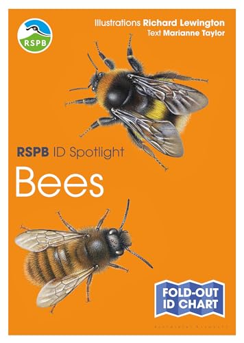 Stock image for RSPB ID Spotlight Bees for sale by PBShop.store US