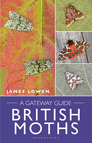 Beispielbild fr British Moths zum Verkauf von Blackwell's