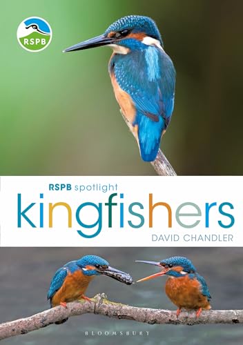 Stock image for Kingfishers for sale by Blackwell's