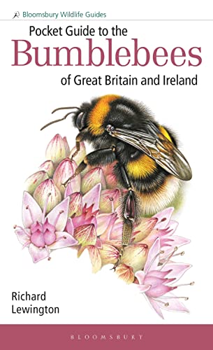 Beispielbild fr Pocket Guide to the Bumblebees of Great Britain and Ireland zum Verkauf von Blackwell's