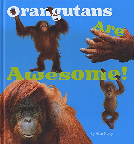 Imagen de archivo de Orangutans Are Awesome! (Awesome Asian Animals) a la venta por WorldofBooks