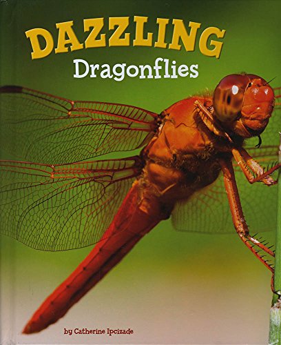 Beispielbild fr Dazzling Dragonflies (A+ Books: Marvellous Minibeasts!) zum Verkauf von AwesomeBooks