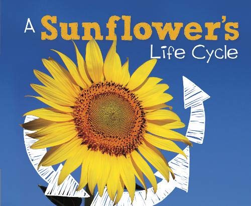 Stock image for Explore Life Cycles: A Sunflower's Life Cycle for sale by AwesomeBooks