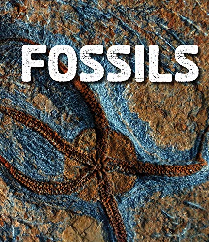 Imagen de archivo de Rocks: Fossils a la venta por Romtrade Corp.