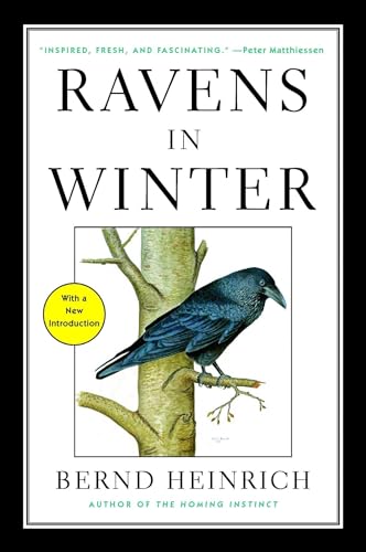 Beispielbild fr Ravens in Winter zum Verkauf von WorldofBooks