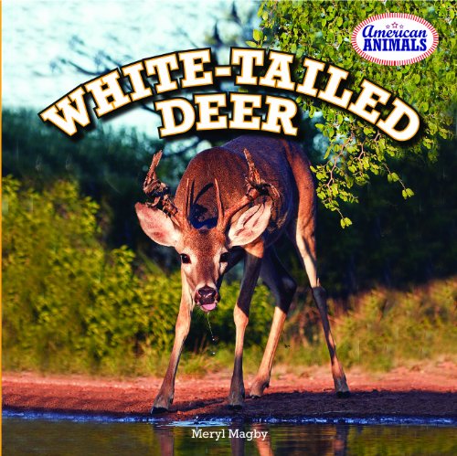 Stock image for White-Tailed Deer for sale by ThriftBooks-Atlanta