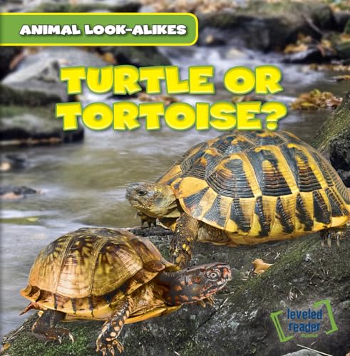 Beispielbild fr Turtle or Tortoise? (Animal Look-alikes) zum Verkauf von Irish Booksellers