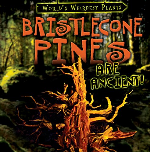 Stock image for Bristlecone Pines Are Ancient! for sale by Better World Books