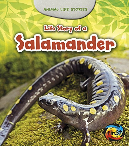 Stock image for Life Story of a Salamander (Animal Life Stories) for sale by Front Cover Books