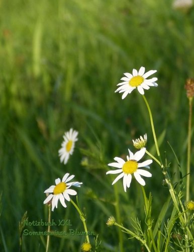 Beispielbild fr Notizbuch XXL Sommerwiese Blumen: Format Letter (ca. A4), liniert auf weissem Papier, 100 Seiten zum Verkauf von Buchpark