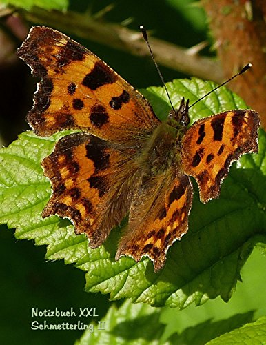 Beispielbild fr Notizbuch XXL Schmetterling I: Format Letter (ca. A4), kariert auf weissem Papier, 100 Seiten zum Verkauf von Buchpark