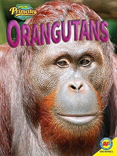 9781489628879: Orangutans (Amazing Primates)