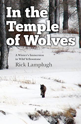 Stock image for In the Temple of Wolves: A Winter's Immersion in Wild Yellowstone for sale by BooksRun