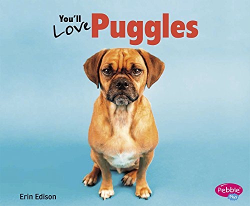 9781491406403: You'll Love Puggles (Designer Dogs)