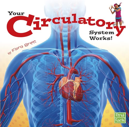 9781491420638: Your Circulatory System Works! (First Facts: Your Body Systems)