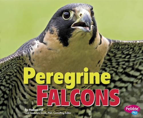 9781491423103: Peregrine Falcons (Birds of Prey)