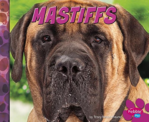 Imagen de archivo de Mastiffs (Big Dogs) a la venta por Irish Booksellers