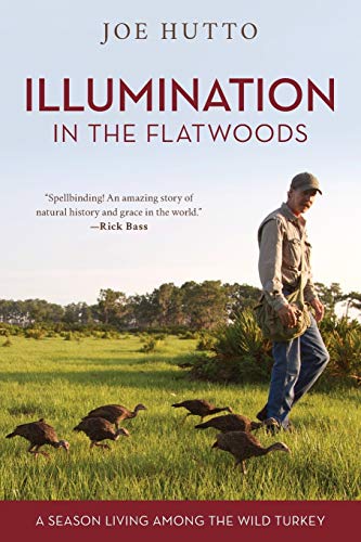 9781493036967: Illumination in the Flatwoods: A Season With The Wild Turkey: A Season Living Among the Wild Turkey