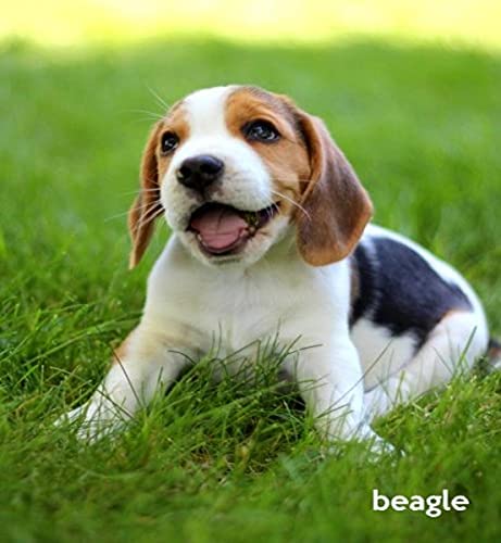 9781494451707: Beagle: A Gift Journal for People who Love Dogs: Beagle Puppy Edition: Volume 1 (So Cute Puppies)