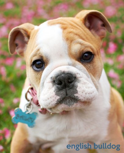 Dogs english sales bulldog puppies