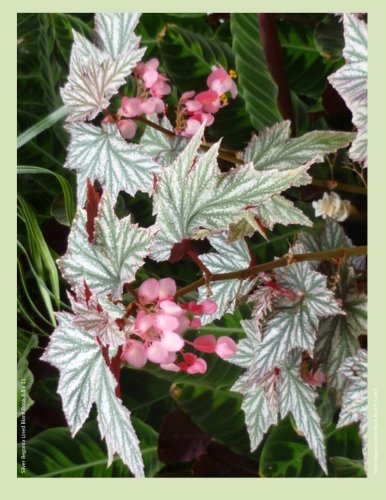 9781494974251: Silver Begonia Lined Blank Book 8.5 x 11: 8.5 by 11inch 100 page lined blank book suitable as a journal, notebook, or diary with a cover photo a silver begonia plant.