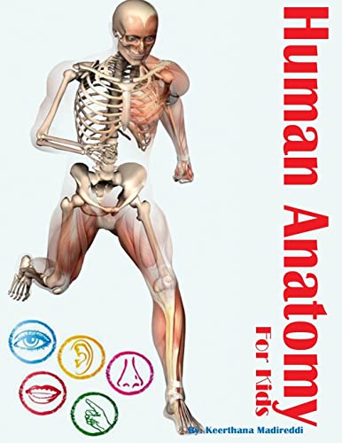 Stock image for Human Anatomy for Kids for sale by THE SAINT BOOKSTORE