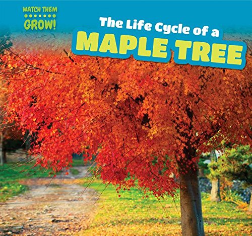 Stock image for The Life Cycle of a Maple Tree for sale by Better World Books