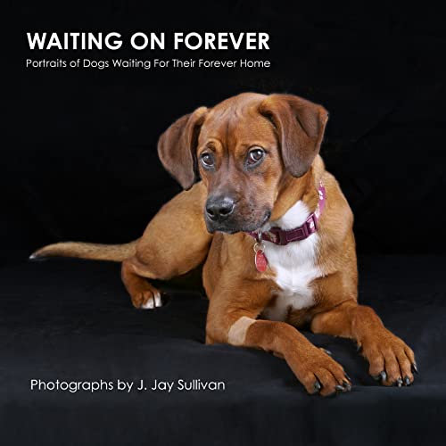 9781500505219: Waiting On Forever: Portraits of Dogs Waiting For Their Forever Home